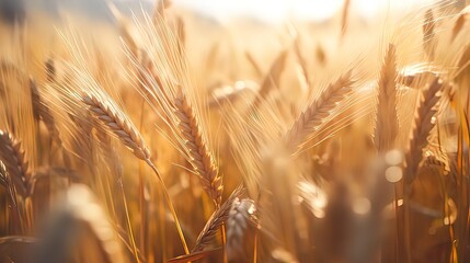 Ripe wheat field, ears of wheat. Isolated. Macro photography. Cinema style - obrazy, fototapety, plakaty