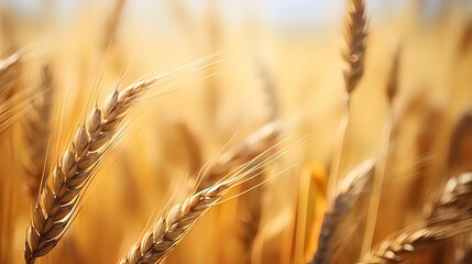 Ripe wheat field, ears of wheat. Isolated. Macro photography. Cinema style