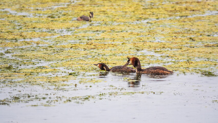 Mating games of two water birds Great Crested Grebes. Two waterfowl birds Great Crested Grebes swim in the lake with heart shaped silhouette
