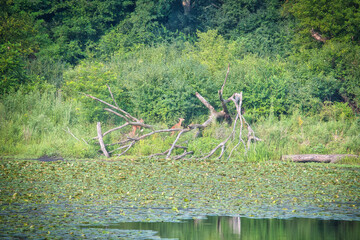 Two White tailed deer fawn at the banks of a lily pad covered pond
