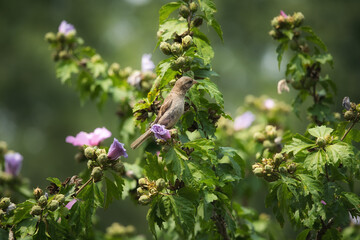 House sparrow bird perched in a Rose of Sharon hibiscus flower tree