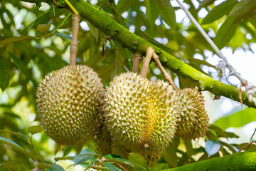 durians on the durian tree