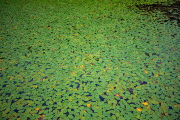 대한민국 제주도에 있는 람사르 습지 지역인 동백동산의 먼물깍 호수 의 아름다운 풍경이다.