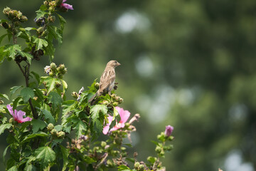 House sparrow bird perched in a Rose of Sharon hibiscus flower tree