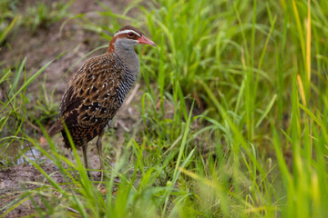 Nature wildlife of Buff-banded rail on paddy field