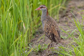 Nature wildlife of Buff-banded rail on paddy field