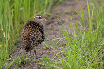 Nature wildlife of Buff-banded rail on paddy field