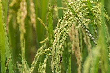 Close-up of Paddy rice field in the morning