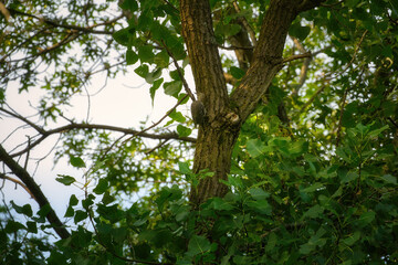 Juvenile Red-bellied woodpecker bird on the side of a tree