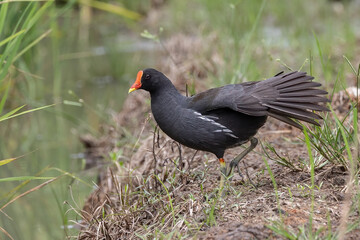 Bird Common Moorhen on paddy field