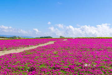 ピンクのマツバボタンの咲く丘　愛知県南知多