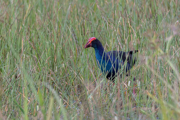 Nature wildlife image of Black-faced Swamphen hiding on paddy field