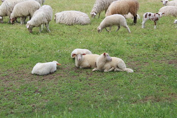 Fototapeta premium sheep grazing in the meadow