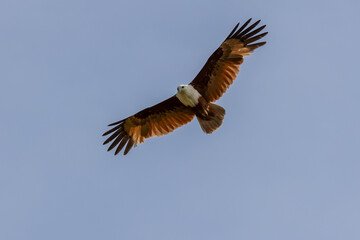 Brahminy kite eagle flying above looking for prey over the blue sky