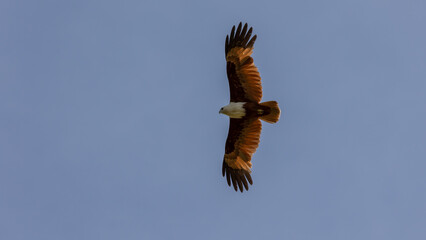 Brahminy kite eagle flying above looking for prey over the blue sky