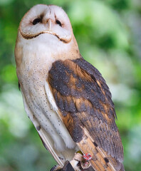 Falconry: Barn Owl perched on a falconers hand