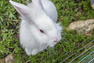 Close-up image of Adorable rabbit at rabbit farm