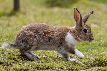 Naklejka na ściany i meble Close-up image of Adorable rabbit at rabbit farm