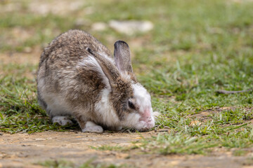 Close-up image of Adorable rabbit at rabbit farm