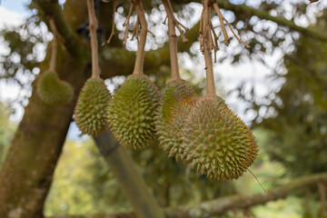 Close-up image of Fresh musang king durian on tree