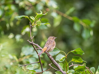 The common redstart, Phoenicurus phoenicurus, young bird, is photographed in close-up sitting on a branch against a blurred background.