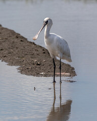 Black-faced Spoonbill (Platalea minor) standing paddy filed at Kota Belud, Sabah, Borneo