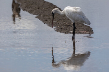Black-faced Spoonbill (Platalea minor) standing paddy filed at Kota Belud, Sabah, Borneo