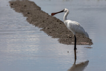 Black-faced Spoonbill (Platalea minor) standing paddy filed at Kota Belud, Sabah, Borneo