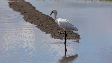 Black-faced Spoonbill (Platalea minor) standing paddy filed at Kota Belud, Sabah, Borneo