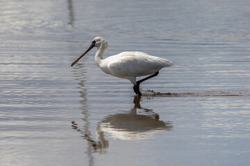 Black-faced Spoonbill (Platalea minor) standing paddy filed at Kota Belud, Sabah, Borneo