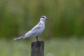Close-up Whiskered tern bird