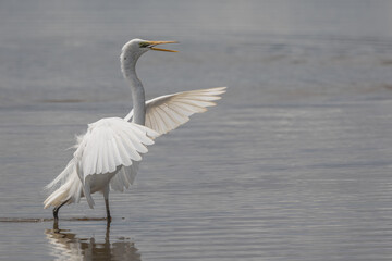 Nature wildlife of cattle egret bird on paddy field