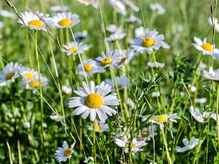 Fototapeta premium White daisies on a green meadow in the summer.