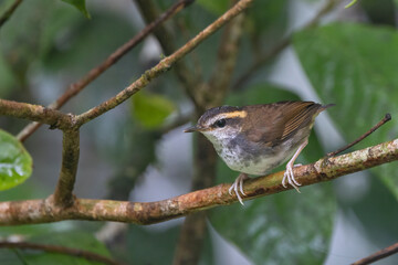 Nature wildlife bird of An endemic Bornean Stubtail taken from Borneo island