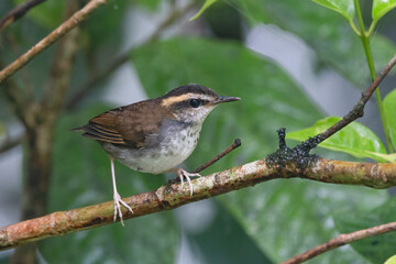 Nature wildlife bird of An endemic Bornean Stubtail taken from Borneo island