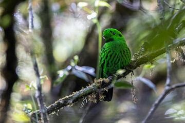 Beautiful bird green broadbill perching on a branch. Whitehead's Broadbill bird endemic of Borneo