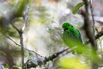 Beautiful bird green broadbill perching on a branch. Whitehead's Broadbill bird endemic of Borneo