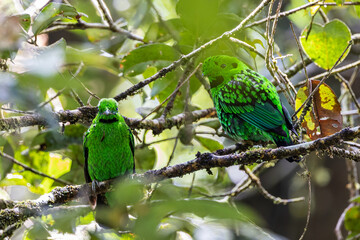Beautiful bird green broadbill perching on a branch. Whitehead's Broadbill bird endemic of Borneo