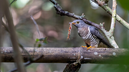Nature wildlife image of Indian cuckoo with prey