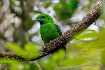 Beautiful bird green broadbill perching on a branch. Whitehead's Broadbill bird endemic of Borneo