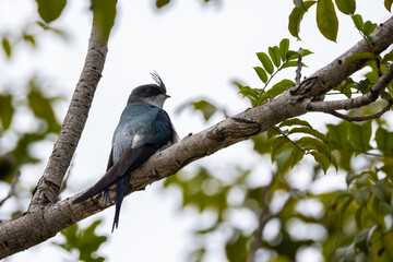 Nature wildlife image of Grey-rumped Treeswift perching on tree branch