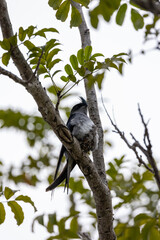 Nature wildlife image of Grey-rumped Treeswift protect small grey-rumped treeswift chick on tree branch