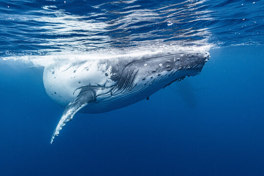 Humpback Whale in Tonga