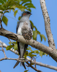 Nature wildlife image of Grey-rumped Treeswift protect small grey-rumped treeswift chick on tree branch