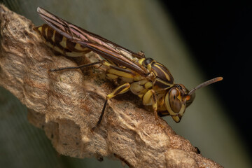 Nature Macro image of Paper wasp