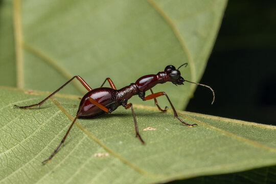 Nature Macro image of Flightless Tiger Beetle (Tricondyla sp.)