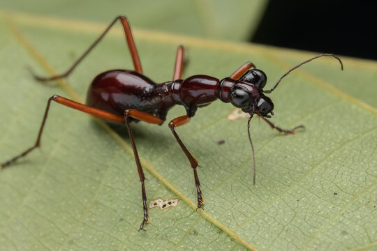 Nature Macro image of Flightless Tiger Beetle (Tricondyla sp.)