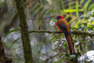 Nature wildlife of Whitehead's Trogon bird endemic of Borneo