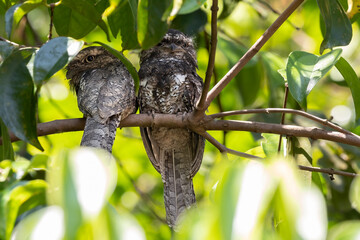 Nature wildlife image of lovely Couple Sunda Frogmouth resting on tree branch