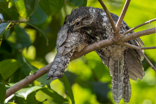 Nature wildlife image of lovely Couple Sunda Frogmouth resting on tree branch